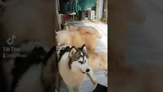 PIEBALD HUSKY | RED AND WHITE HUSKY | BLACK AND WHITE HUSKY WHITE HUSKY 
