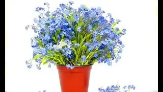 The best way to grow Forget-Me-Not from seeds! Seedlings: sowing, picking, fertilizing, watering,...