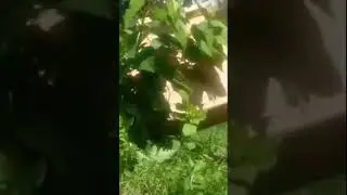 как поймать рой пчёл