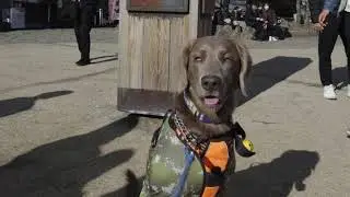 年末に愛犬と高尾山に登った