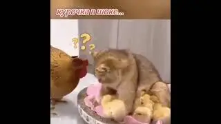 Курочка в шоке