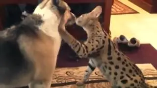 Зверьки играют