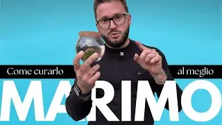 Alga Marimo: come curarla? Tutto quello che devi sapere