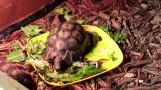 Arizona Tortoise Compound Indoor Enclosures
