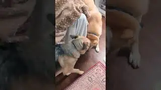 early AM dog argument husky vs German