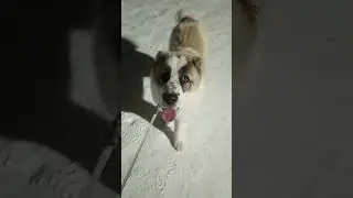 алабай Зевс 10 месяцеа