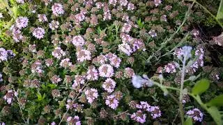 Honigbienen im Thymian