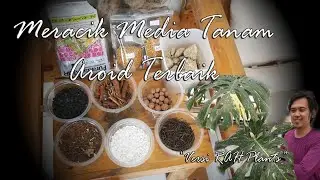 MEDIA TANAM AROID TERBAIK | Philodendron Alocasia Calathea dll...