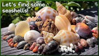 Finding Seashells at Low Tide | Little Bear Cowrie #shelling #shells