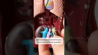 Научный опыт. Строение тела 