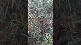 Слет лётной пчелы, при переезде ближе 4.5км