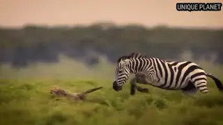 Zebra: Striped "African" | Interesting facts about zebra