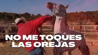 CABALLO NO DEJA que le agarren las OREJAS ¿cómo solucionarlo?