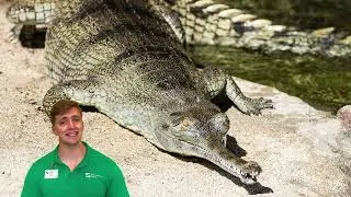 June 2024 - Gharial