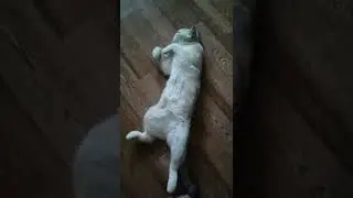 Наша красота, Шелли 🐱