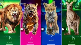 🦁 The Funny Lion vs Funny Leopard 🐆 vs Funny Fox 🦊 vs Funny Kangaroo | Coffin Dance 🪩