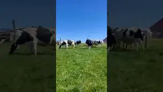 The cows are out! | Organic Valley