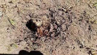 Ants running around in this Galaxy S9 super slow motion video