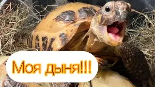 Моя дыня!!!