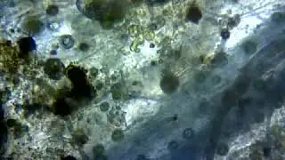 Thing I found under a microscope