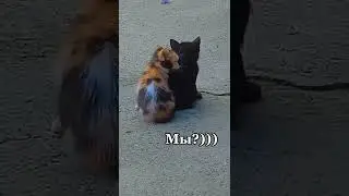 Мы?))) #shorts #лп_рекомендует #лп #мы #кошка #романтика #кошки #кошкивидео #котята #хочувкорею