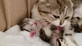 Теперь котёнок Оскар будет чистым🤭 Мама кошка постаралась❤