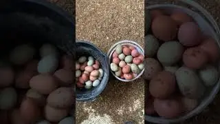 A day in the life of a farmer