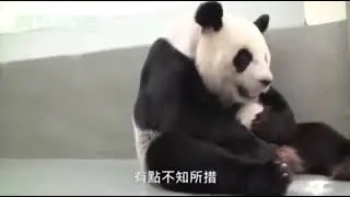 Mama Panda meets her cub for the first time