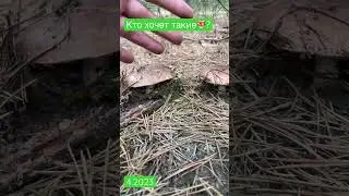 Огромные маслюки!!!🍄 