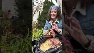 One Very Important Dahlia Storage Tip