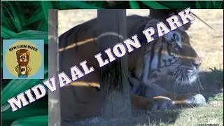 Midvaal Lion Park