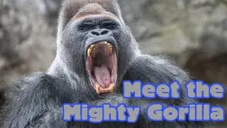 Meet the Mighty Gorilla! Animal Science for Kids #gorilla #animalfacts #animalsforkids #wildlife
