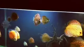 Мои дискусы..