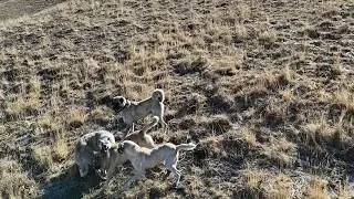 POZGEWR WAS CAPTURED ALONE AND ATTACKED BY DOGS - WE ARE SETTING UP OUR NEW TENT