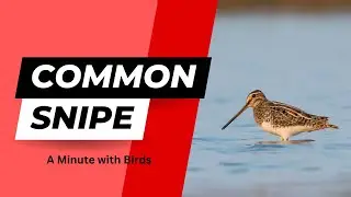 Common Snipe preening and feeding activity | A minute with Birds