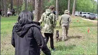 76 Пермская краевая выставка охотничьих собак. Ринг норные средняя возрастная группа ягдтерьеры.