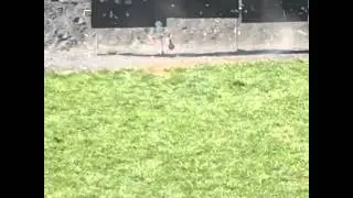 Ar15