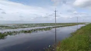 Последствие сильного ливня. Затопило поле по пояс. Фермера в Шоке.