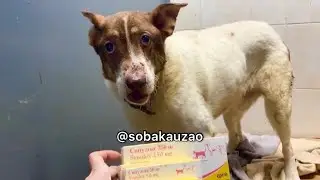 🆘🆘🆘НУЖНА ПОМОЩЬ В ПОКУПКЕ ЛЕКАРСТВ! Приют «Щербинка» Карта Сбербанка 5469 3800 6081 0875