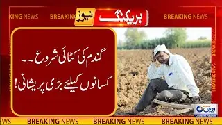 Wheat Harvesting Begins - Big Trouble For Framers | Breaking News - Rohi