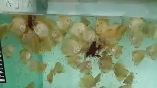 Freeze Bloodworms Feeding to Discus Fish