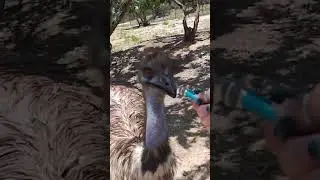 I interviewed an emu with a tiny mic 🎤 #shorts #emu #tinymic #notapet #alveus #mayahiga
