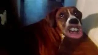 Markiplier WOOF Speed UP