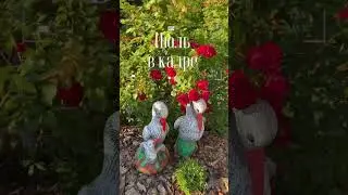 Смотреть со звуком 🔉