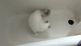 Ragdoll and his tail