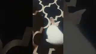 Aggressive Moment Of Rabbit