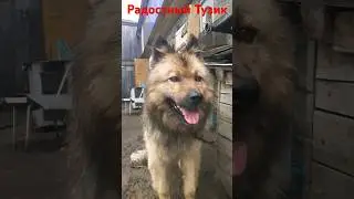Радостный Тузик (#СобакаТузиксновавделе). #ОПЕРАТОР @dj_shorts_official2