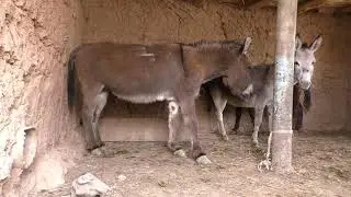 animal donkey meeting#animol #anime #1000subscriber #donkeykong #donkey