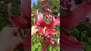 Лилия ОТ- гибрид, цветущая последней, МИСС ФЕЯ.
