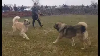 ILLYRIAN SHEPHERD VS ALABAI ( sarplaninac vs alabay , qen sharri vs aziat )